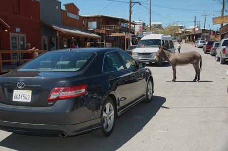 burro blocking cars